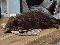 BARF reduced price, a male Shih Tzu for sale in Des Moines, IA – Photo 10 of 10