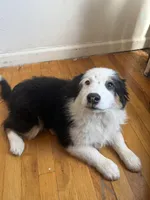 Aussie, a female Miniature Australian Shepherd for sale in Queens, NY – Photo 3 of 3