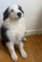 Aussie, a female Miniature Australian Shepherd for sale in Queens, NY – Photo 2 of 3