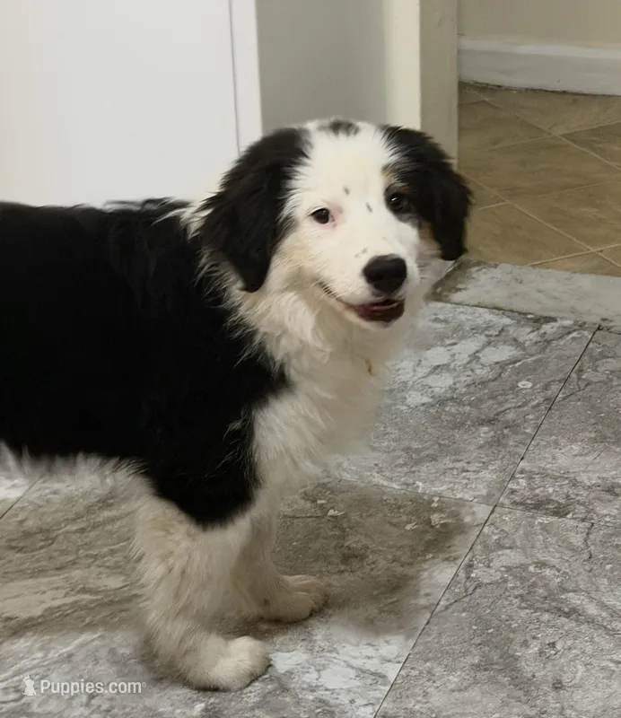 Aussie – Miniature Australian Shepherd puppy for sale in Queens, NY