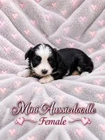 Black and white Female, a female Miniature Aussiedoodle for sale in Blue Ridge, GA – 2 of 10