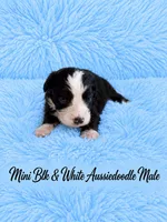 Black and White Male , a male Miniature Aussiedoodle for sale in Blue Ridge, GA – 9 of 10