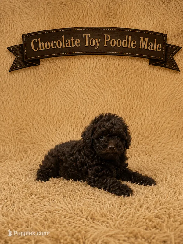 Hersey – Poodle - Toy  puppy for sale in Blue Ridge, GA