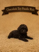 Hersey, a male Poodle - Toy  for sale in Blue Ridge, GA – 1 of 2