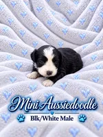 Black and White Male , a male Miniature Aussiedoodle for sale in Blue Ridge, GA – 5 of 10