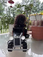 Hersey, a male Poodle - Toy  for sale in Blue Ridge, GA – 5 of 9
