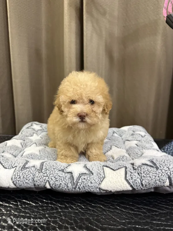 Brown Collar – Poodle - Toy  puppy for sale in Blue Ridge, GA