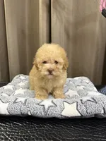 Brown Collar, a male Poodle - Toy  for sale in Blue Ridge, GA – 1 of 6