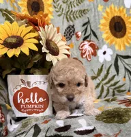 Brown Nose Girl, a female Double Doodle for sale in Blue Ridge, GA – Photo 1 of 8