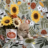 Brown Nose Girl, a female Double Doodle for sale in Blue Ridge, GA – Photo 8 of 8