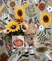 Brown Nose Girl, a female Double Doodle for sale in Blue Ridge, GA – Photo 4 of 8