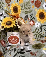 Brown Nose Girl, a female Double Doodle for sale in Blue Ridge, GA – Photo 3 of 8