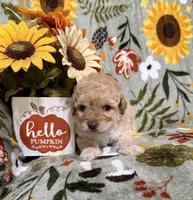 Brown Nose Girl, a female Double Doodle for sale in Blue Ridge, GA – Photo 5 of 8