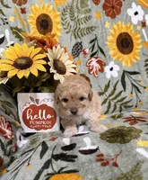 Brown Nose Girl, a female Double Doodle for sale in Blue Ridge, GA – Photo 6 of 8