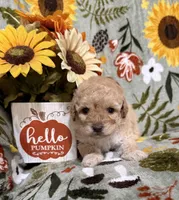 Brown Nose Girl, a female Double Doodle for sale in Blue Ridge, GA – Photo 2 of 8