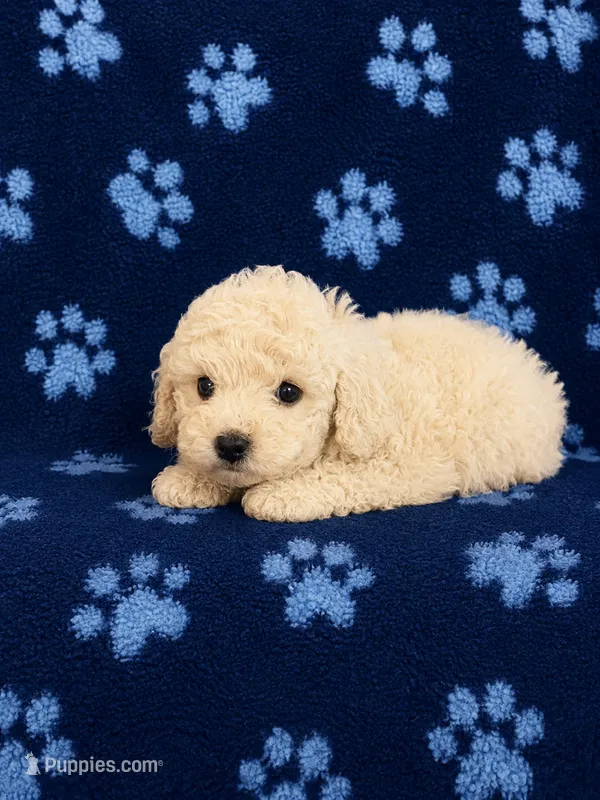 Cream Toy Poodle – Poodle - Toy  puppy for sale in Blue Ridge, GA