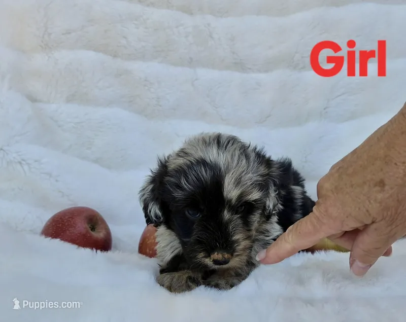 Red Collar Female Mini Aussiedoodle – Miniature Aussiedoodle puppy for sale in Blue Ridge, GA