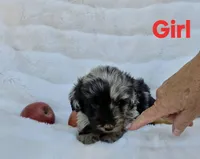 Red Collar Female Mini Aussiedoodle, a female Miniature Aussiedoodle for sale in Blue Ridge, GA – 1 of 8