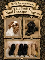Newborn Small Mini Cockapoo’s, a female Cockapoo and Poodle - Toy  for sale in Blue Ridge, GA – 4 of 4
