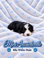 Black and White Male , a male Miniature Aussiedoodle for sale in Blue Ridge, GA – 2 of 10
