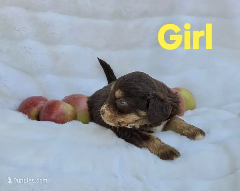Yellow Female – Miniature Aussiedoodle puppy for sale in Blue Ridge, GA