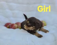 Yellow Female, a female Miniature Aussiedoodle for sale in Blue Ridge, GA – 1 of 5