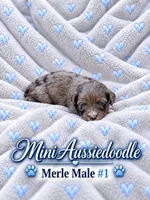 Merle Male Snip Of white on Nose, a male Miniature Aussiedoodle for sale in Blue Ridge, GA – 4 of 6