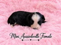 Black and white Female, a female Miniature Aussiedoodle for sale in Blue Ridge, GA – 7 of 10
