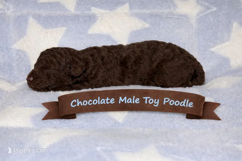 Chocolate Male – Poodle - Toy  puppy for sale in Blue Ridge, GA