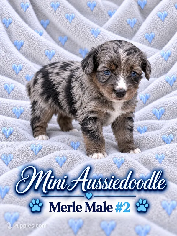 Blue Merle #2 – Miniature Aussiedoodle puppy for sale in Blue Ridge, GA