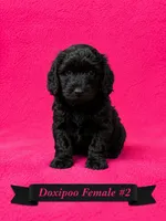 Female #2, a female Doxiepoo for sale in Blue Ridge, GA – 3 of 3