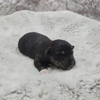 Pink Girl, a female Miniature Australian Shepherd for sale in Blue Ridge, GA – Photo 8 of 8