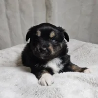 Pink Girl, a female Miniature Australian Shepherd for sale in Blue Ridge, GA – Photo 2 of 8