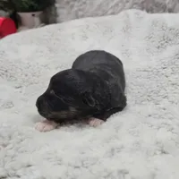 Pink Girl, a female Miniature Australian Shepherd for sale in Blue Ridge, GA – Photo 6 of 8