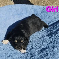 Pink Girl, a female Miniature Australian Shepherd for sale in Blue Ridge, GA – Photo 3 of 8