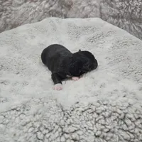 Pink Girl, a female Miniature Australian Shepherd for sale in Blue Ridge, GA – Photo 7 of 8