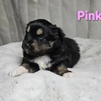 Pink Girl, a female Miniature Australian Shepherd for sale in Blue Ridge, GA – Photo 1 of 8