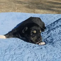 Pink Girl, a female Miniature Australian Shepherd for sale in Blue Ridge, GA – Photo 4 of 8