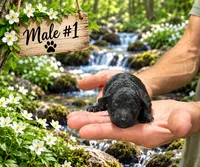 Male #1, a male Poodle - Toy  for sale in Blue Ridge, GA – 1 of 5