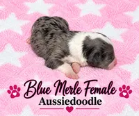 Blue Merle Female, a female Miniature Aussiedoodle for sale in Blue Ridge, GA – 3 of 6