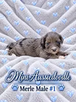 Blue Merle Male #1, a male Miniature Aussiedoodle for sale in Blue Ridge, GA – 3 of 6