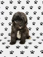 Mini Bernedoodle Male, a male Miniature Bernedoodle for sale in Blue Ridge, GA – 2 of 4