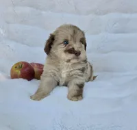 Purple Collar Red Merle Female Mini Aussiedoodle, a female Miniature Aussiedoodle for sale in Blue Ridge, GA – 4 of 8