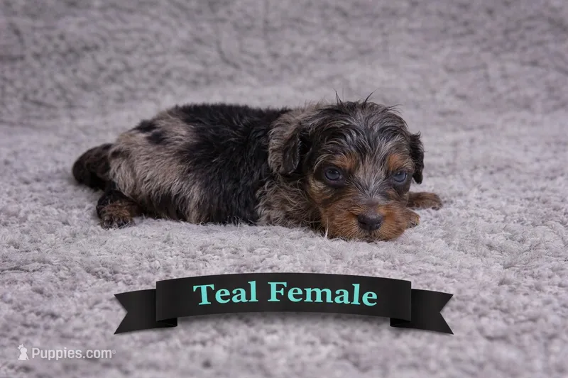 Teal Female – Miniature Aussiedoodle puppy for sale in Blue Ridge, GA