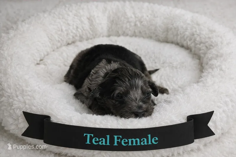 Teal Female – Miniature Aussiedoodle puppy for sale in Blue Ridge, GA