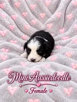Black and white Female, a female Miniature Aussiedoodle for sale in Blue Ridge, GA – 4 of 10