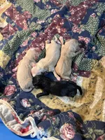 Newborn Small Mini Cockapoo’s, a female Cockapoo and Poodle - Toy  for sale in Blue Ridge, GA – 3 of 4