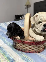 Small Mini Cockapoo’s, a female Cockapoo and Poodle - Toy  for sale in Blue Ridge, GA – 9 of 10
