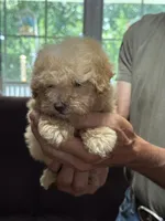Black collar, a male Poodle - Toy  for sale in Blue Ridge, GA – 6 of 6