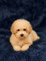 REDUCED-Black collar, a male Poodle - Toy  for sale in Blue Ridge, GA – 3 of 10